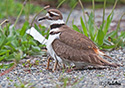 Charadrius vociferus